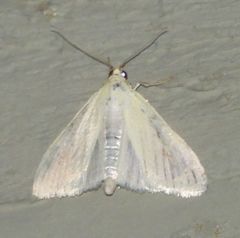 Sitochroa palealis