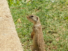 Ictidomys parvidens