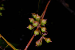 (c) Peter Crowcroft, some rights reserved (CC BY) Eucalyptus brookeriana, photograph (c) Peter Crowcroft, some rights reserved (CC BY)
