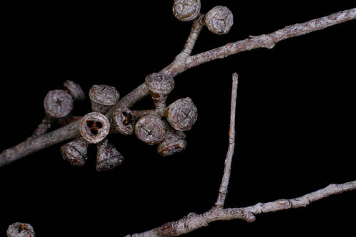 Eucalyptus brookeriana, photograph 5