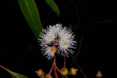 (c) Peter Crowcroft, some rights reserved (CC BY) Eucalyptus brookeriana, photograph (c) Peter Crowcroft, some rights reserved (CC BY)
