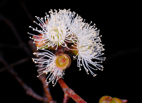 Eucalyptus brookeriana, photograph 2