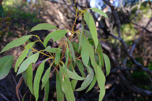 Eucalyptus brookeriana, photograph 6