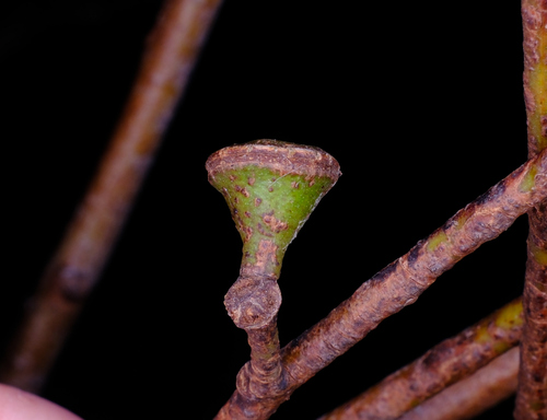 Eucalyptus brookeriana