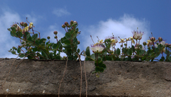 Capparis spinosa
