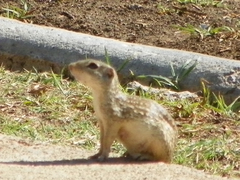 Ictidomys parvidens