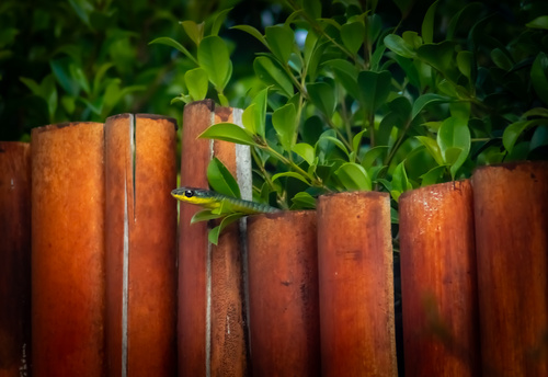 Common Tree Snake sighting