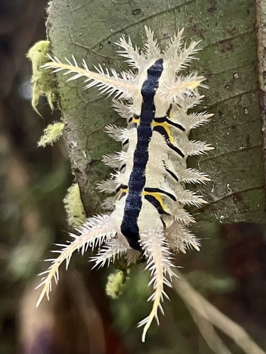 Hyphorma subterminalis