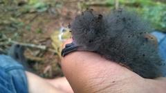 Hydrobates leucorhous