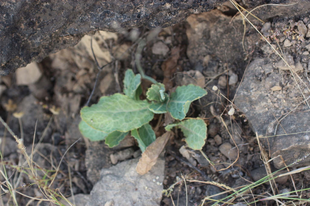Launaea castanosperma