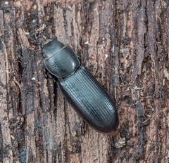 Tenebroides americanus
