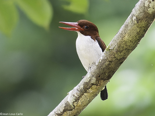 Chocolate-backed Kingfisher