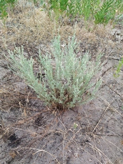 Artemisia marschalliana