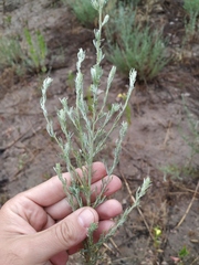 Artemisia marschalliana