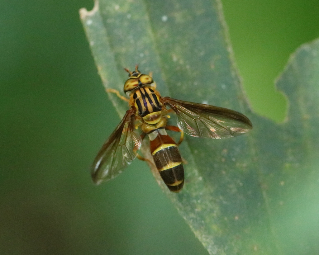 Syrphus sargoides