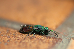 Chrysis ignita