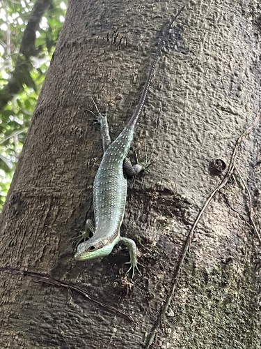Tropical Mabuya