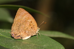 Arhopala centaurus nakula