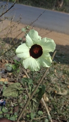 Hibiscus vitifolius