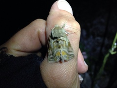 Euchalcia variabilis