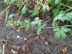 Geranium divaricatum