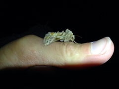 Euchalcia variabilis