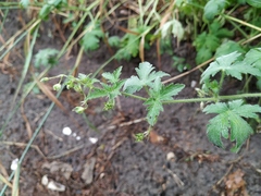 Geranium divaricatum