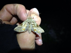 Euchalcia variabilis