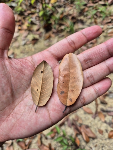 Shorea parvifolia observed 2025-02-22