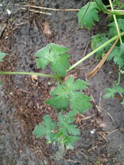Geranium divaricatum