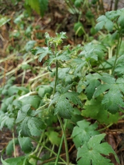 Geranium divaricatum