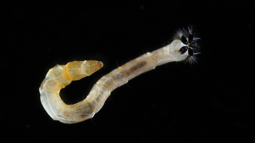 Scleroprocta sororcula