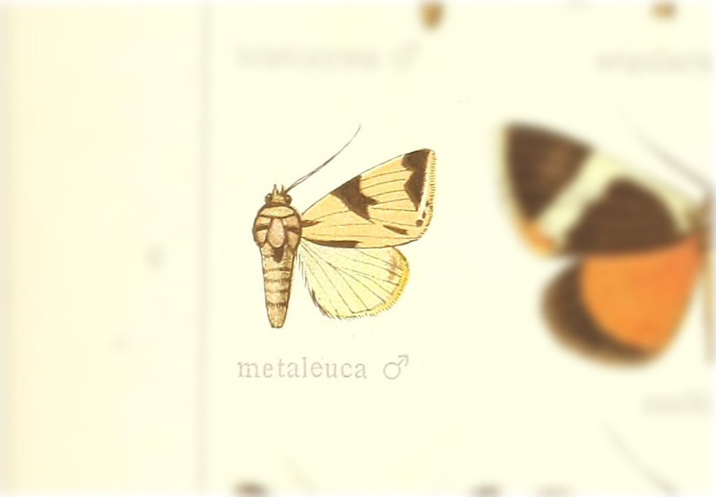 Attatha metaleuca