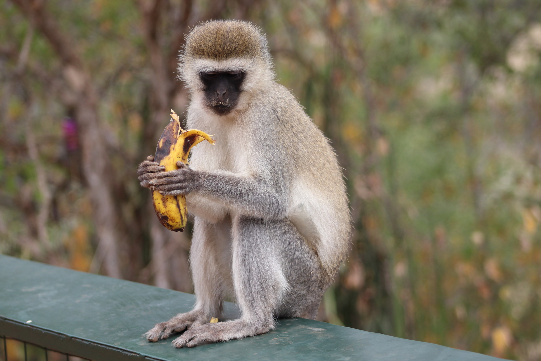 Foto de Macaco Vervetchlorocebus Pygerythrus e mais fotos de stock