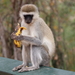 Vervet Monkey - Photo (c) rickpower88, some rights reserved (CC BY-NC), uploaded by rickpower88