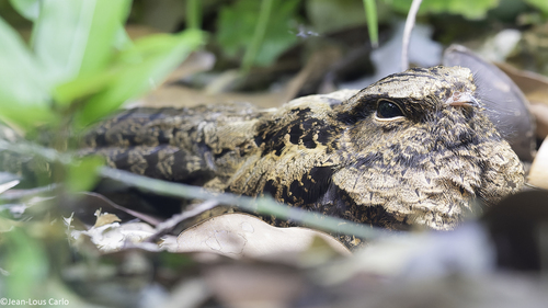 Bates's Nightjar