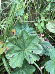 Alchemilla trichocrater