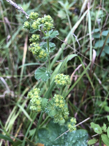 Alchemilla trichocrater