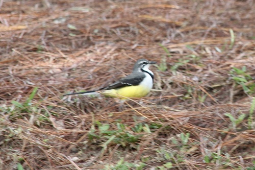 Madagascar Wagtail (Motacilla flaviventris), photo 3