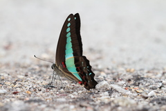 Graphium sarpedon luctatius