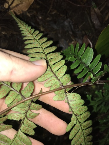 eared lady fern (Athyrium otophorum)