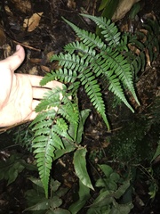 Athyrium otophorum