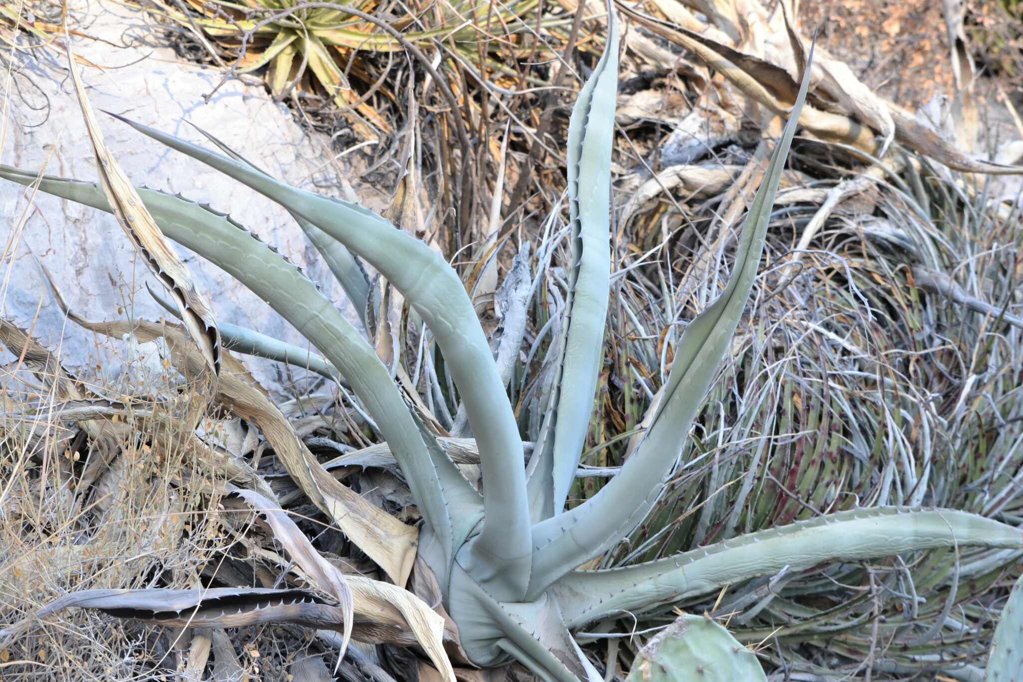 Imagem de Agave-brava