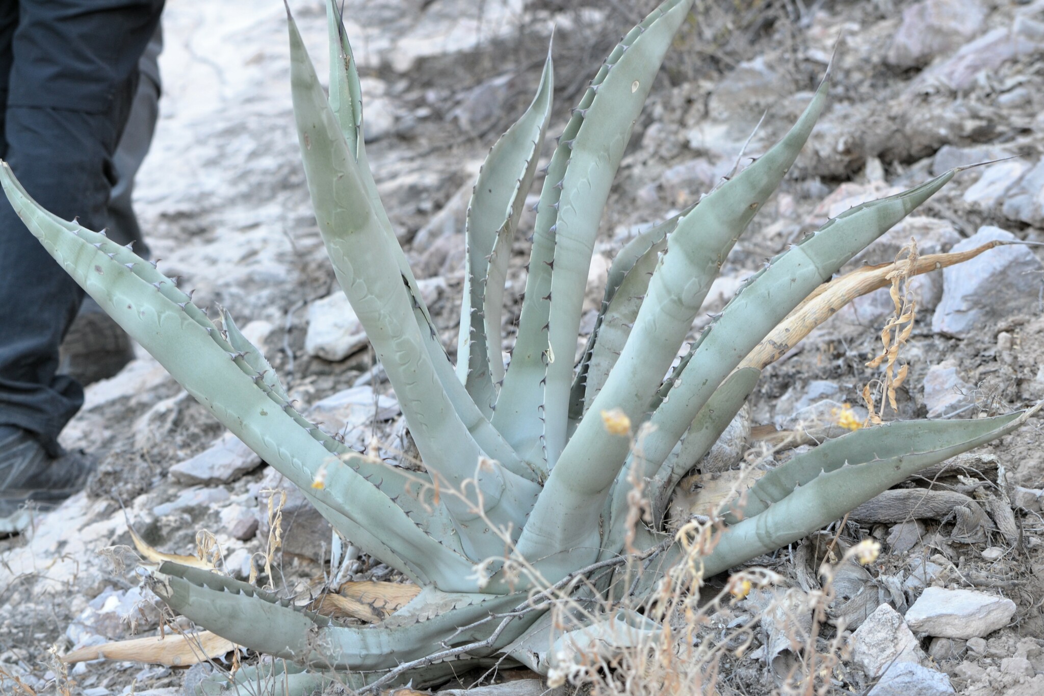 Imagem de Agave-brava