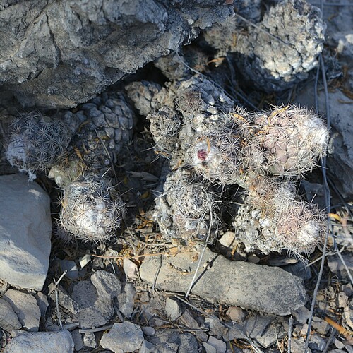 Coryphantha durangensis