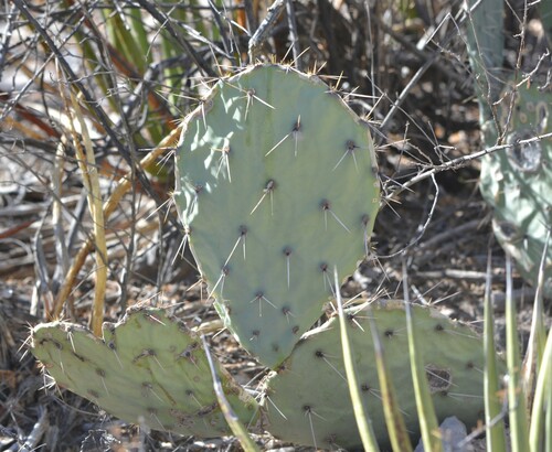 Opuntia rastrera, photograph 5