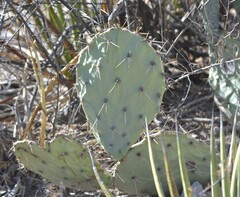 Opuntia rastrera, photograph (c) Mauricio Calderón, some rights reserved (CC BY)
