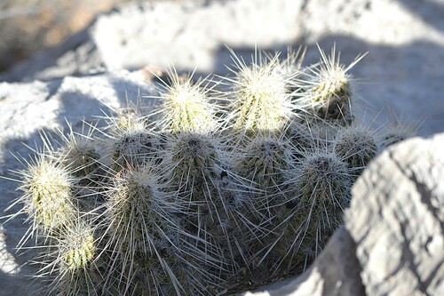 Echinocereus occidentalis