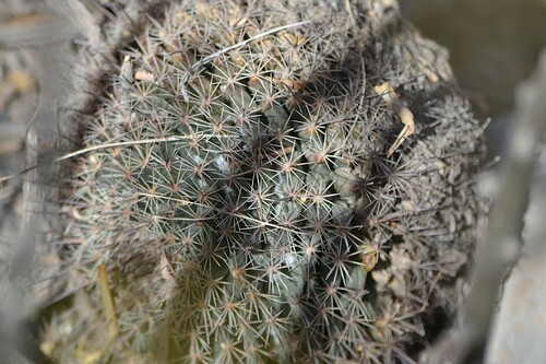 Mammillaria grusonii