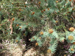 Pultenaea stipularis
